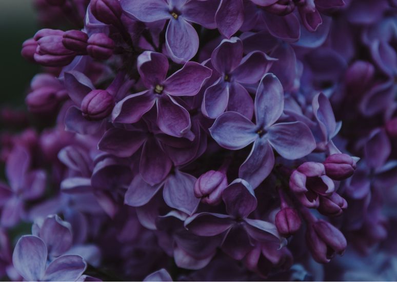 Clary Sage Essential Oil