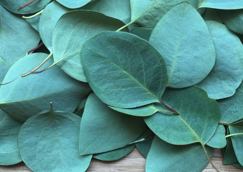 Eucalyptus Essential Oil