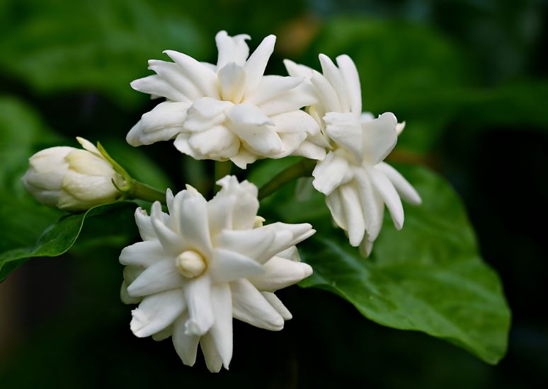 Jasmine Essential Oil