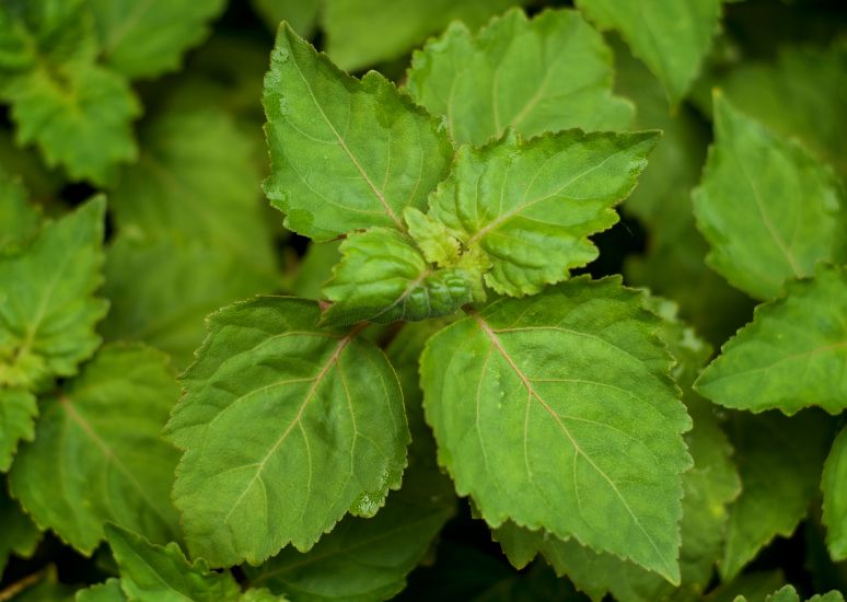 Patchouli Essential Oil