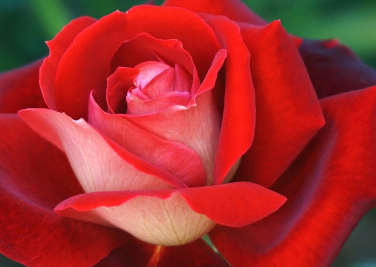 Rose Essential Oil
