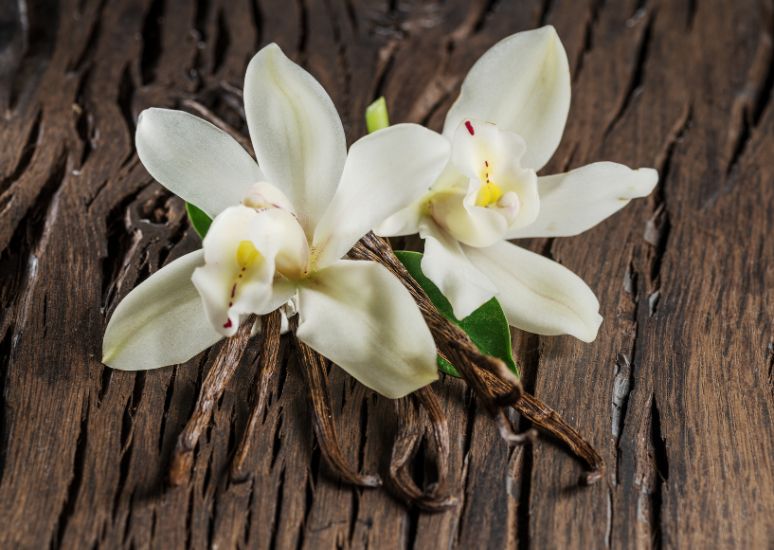 Vanilla Essential Oil
