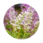 clary sage