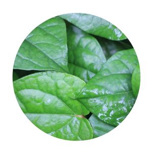 betel leaf-Ittar-store-arihant-fragrance