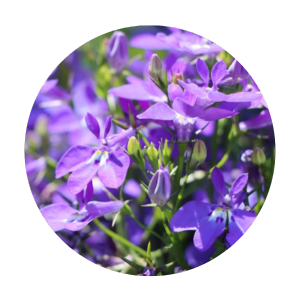 Lobelia ittar store arihant fragrance