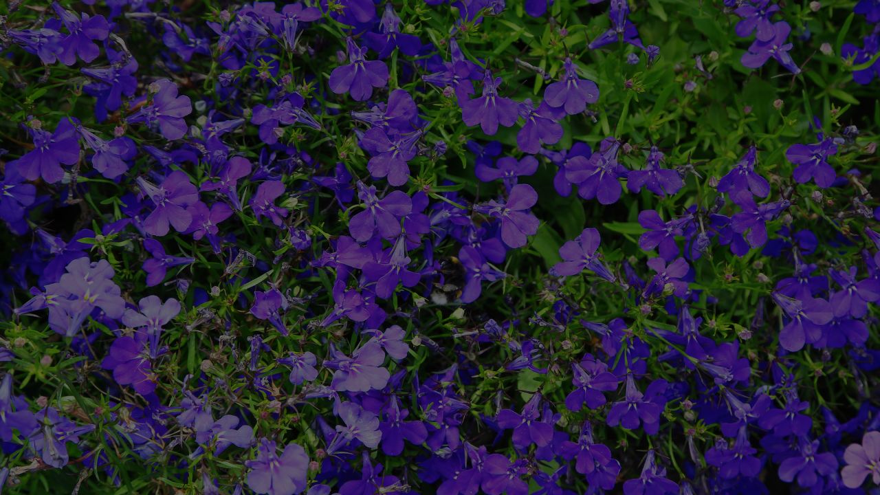 Lobelia Fragrance